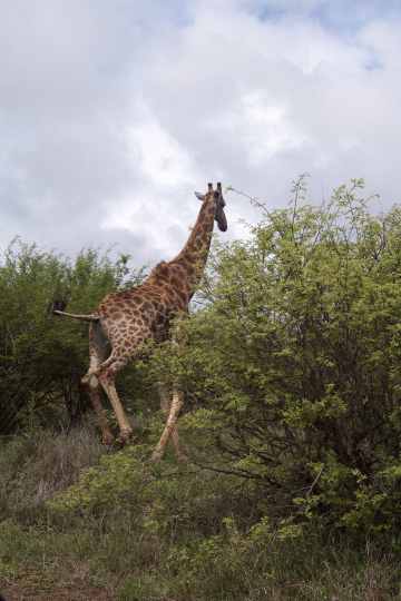 Giraffe im Krüger Nationalpark